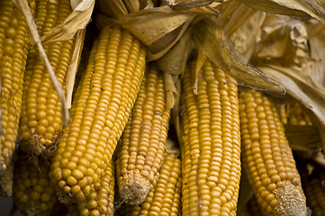 Image showing Corncobs