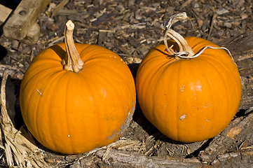 Image showing Pumpkins