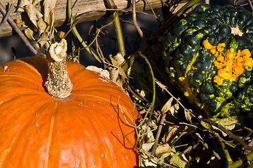 Image showing Pumpkins