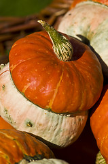 Image showing Pumpkins