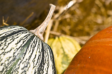 Image showing Pumpkins