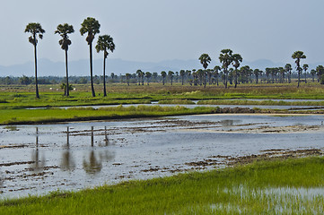 Image showing Rice fields