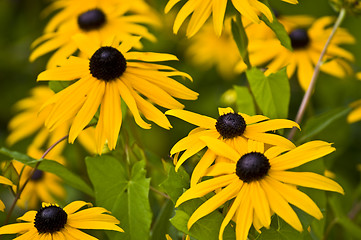 Image showing Leucanthemum