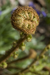 Image showing Fern