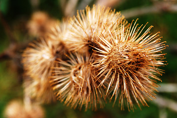 Image showing Thistles