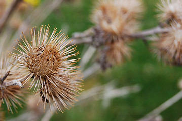 Image showing Thistles