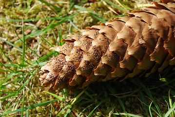 Image showing Fir cone