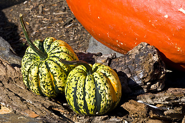 Image showing Pumpkins