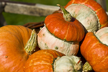 Image showing Pumpkins