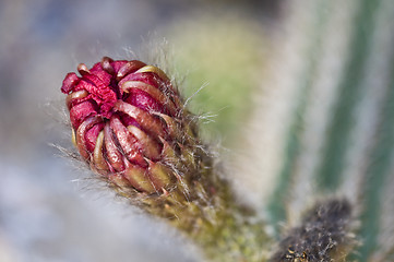 Image showing Cactus