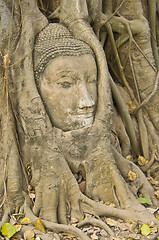 Image showing Buddha tree