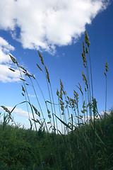 Image showing Tall grass 