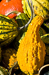 Image showing Pumpkins