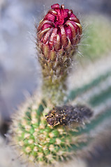 Image showing Cactus