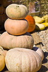 Image showing Pumpkins