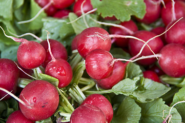 Image showing Radish