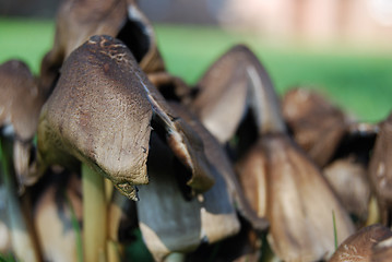 Image showing Fungi