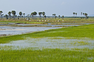 Image showing Rice fields