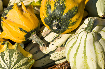 Image showing Pumpkins