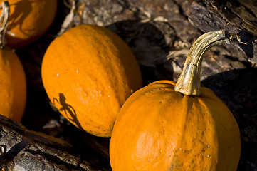 Image showing Pumpkins