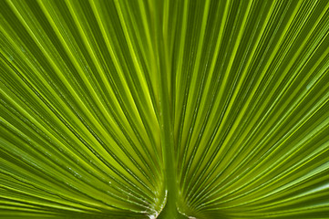 Image showing Macro of a leaf