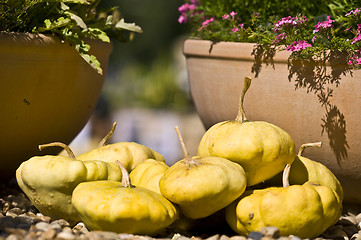 Image showing Pumpkins