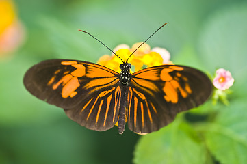 Image showing Butterfly