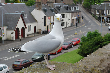 Image showing Seagull