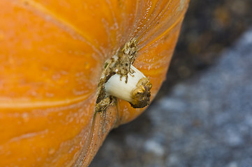 Image showing Pumpkin