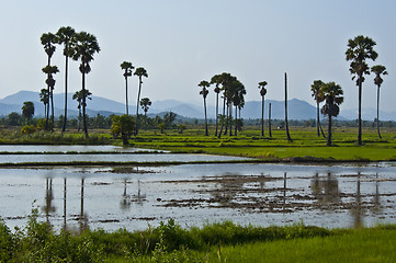 Image showing Rice fields