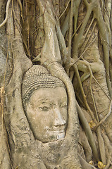 Image showing Buddha tree