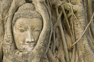 Image showing Buddha tree