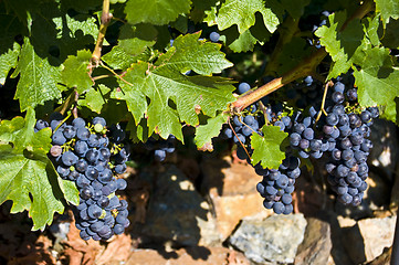 Image showing Grapes