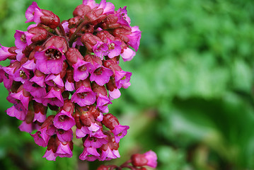 Image showing Pink flower