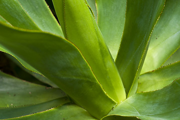Image showing Macro of a leaf