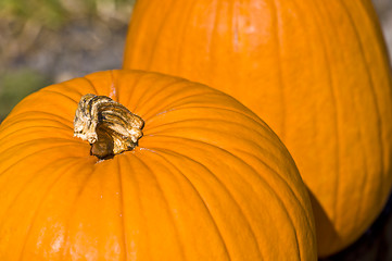 Image showing Pumpkins