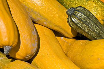 Image showing Pumpkins