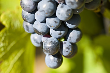 Image showing Grapes