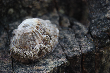 Image showing Shells