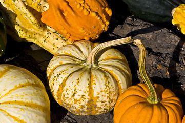 Image showing Pumpkins