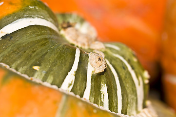 Image showing Pumpkins