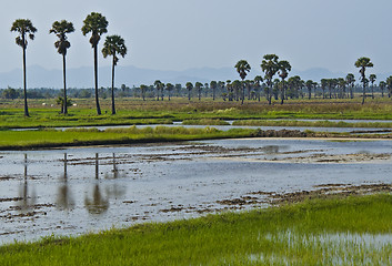 Image showing Rice fields