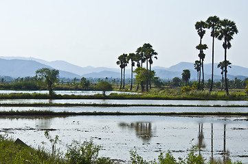 Image showing Rice fields