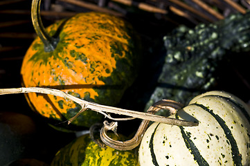 Image showing Pumpkins