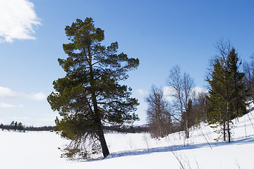 Image showing Solitude