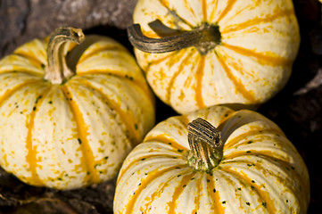 Image showing Pumpkins