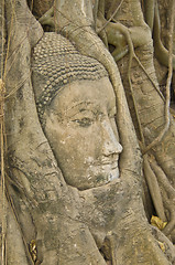 Image showing Buddha tree