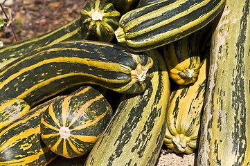 Image showing Pumpkins