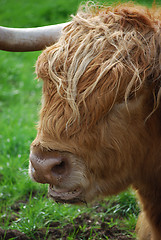 Image showing Highland bull