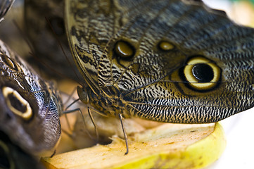 Image showing Butterfly